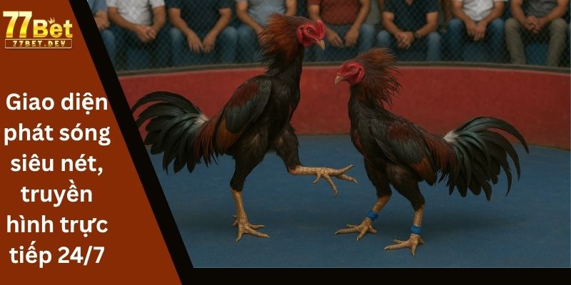 Giao diện phát sóng siêu nét, truyền hình trực tiếp 24/7