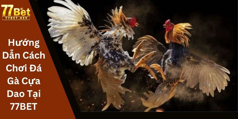 Hướng Dẫn Cách Chơi Đá Gà Cựa Dao Tại 77BET