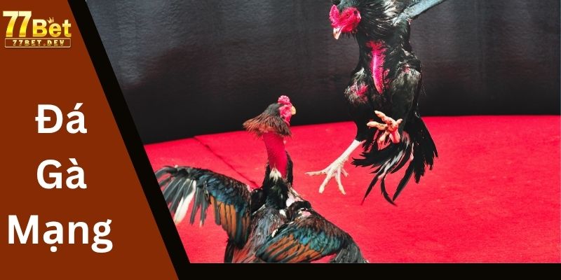 Đá Gà Mạng 77BET