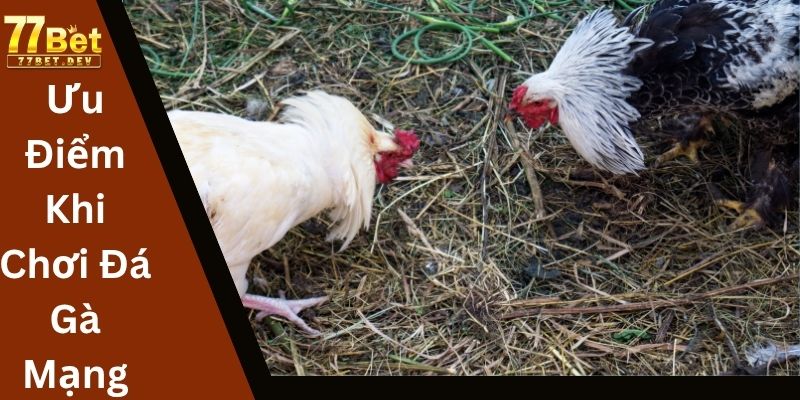 Ưu Điểm Khi Chơi Đá Gà Mạng Tại 77BET