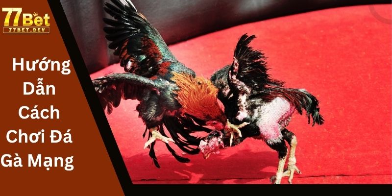 Hướng Dẫn Cách Chơi Đá Gà Mạng Tại 77BET
