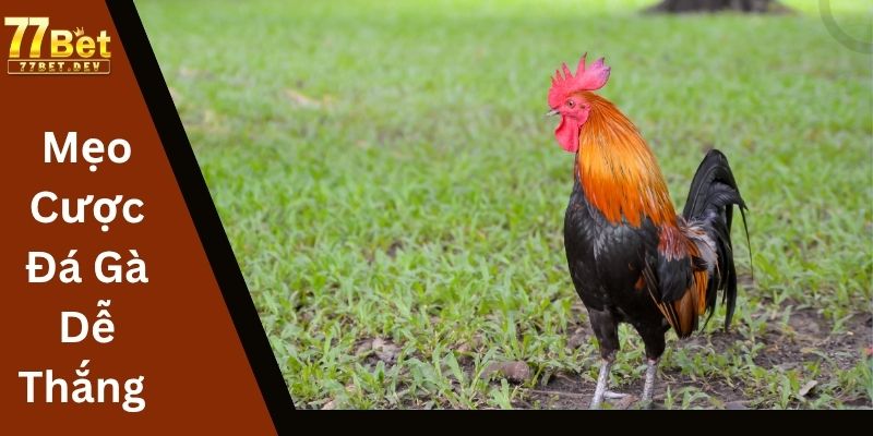 Mẹo Cược Đá Gà Dễ Thắng Từ Cao Thủ