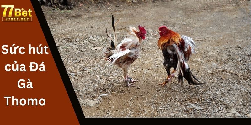 Sức hút của Đá Gà Thomo