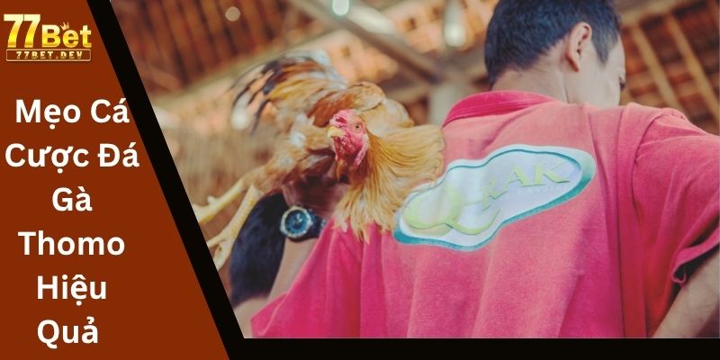 Mẹo Cá Cược Đá Gà Thomo Hiệu Quả Từ Cao Thủ