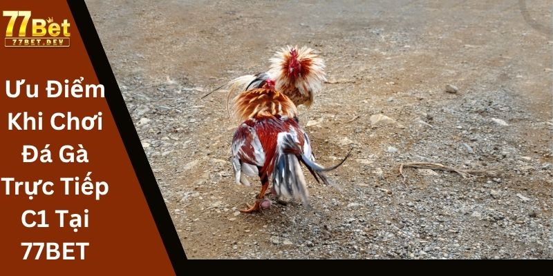 Ưu Điểm Khi Chơi Đá Gà Trực Tiếp C1 Tại 77BET