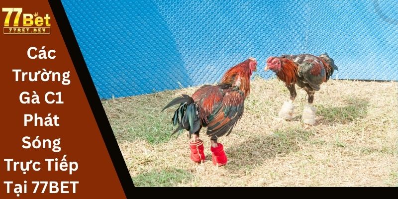 Các Trường Gà C1 Phát Sóng Trực Tiếp Tại 77BET