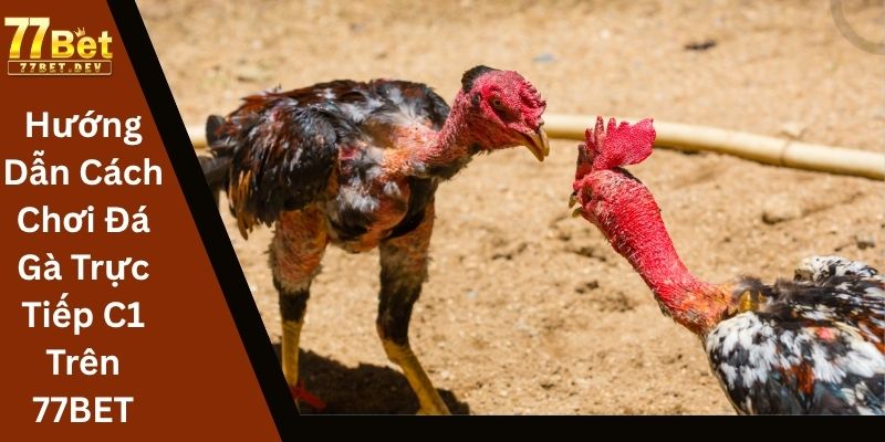 Hướng Dẫn Cách Chơi Đá Gà Trực Tiếp C1 Trên 77BET